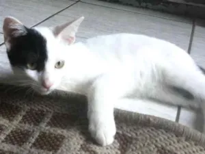 Gato raça SRD idade 2 a 6 meses nome sem nome
