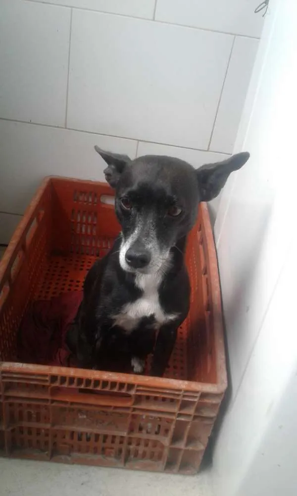 Cachorro raça Vira lata idade 6 ou mais anos nome Jessie