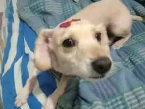 Cachorro raça Srd idade 5 anos nome Bela