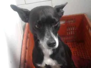 Cachorro raça Vira lata idade 6 ou mais anos nome Jessie