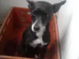 Jessie