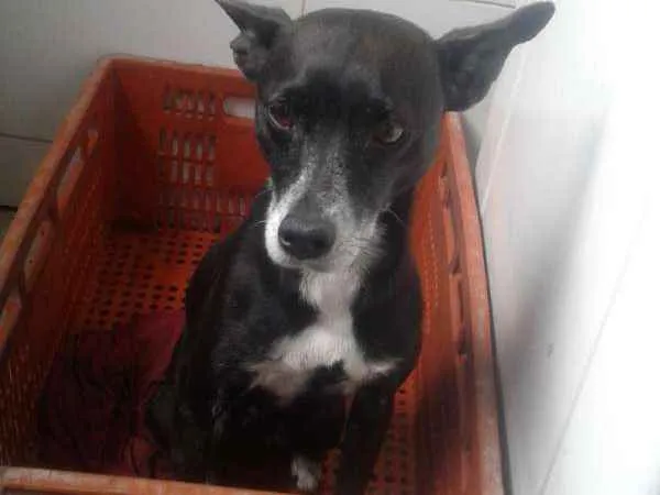 Cachorro raça Vira lata idade 6 ou mais anos nome Jessie