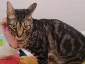 Gato raça Srd idade 1 ano nome Tito 