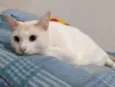 Miguel