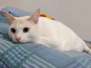 Gato raça Srd idade 3 anos nome Miguel