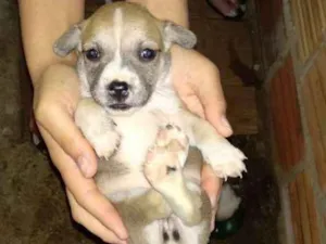 Cachorro raça Sem raça definida idade Abaixo de 2 meses nome Adote filhote fêmea 