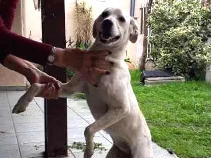 Cachorro ra a srd idade 7 a 11 meses nome Zuzu