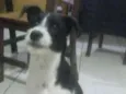 Toby