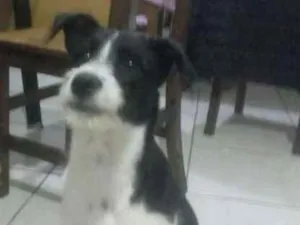 Cachorro raça  idade 2 a 6 meses nome Toby