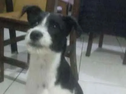 Cachorro ra a  idade 2 a 6 meses nome Toby