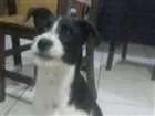 Cachorro raça  idade 2 a 6 meses nome Toby