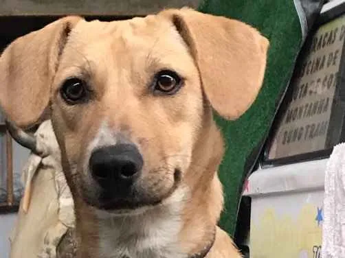 Cachorro ra a  idade 7 a 11 meses nome Paçoca 