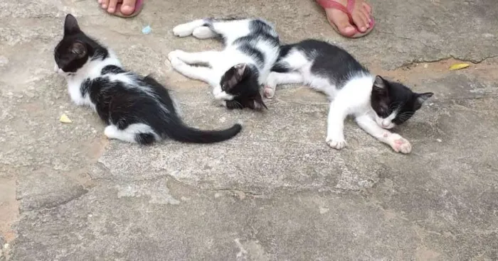 Gato raça sem raça idade 2 a 6 meses nome Nina