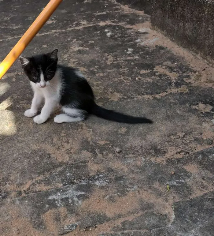 Gato raça sem raça idade 2 a 6 meses nome Nina