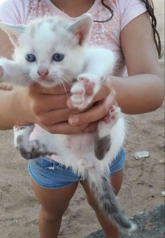 Gato raça sem raça idade 2 a 6 meses nome Nina
