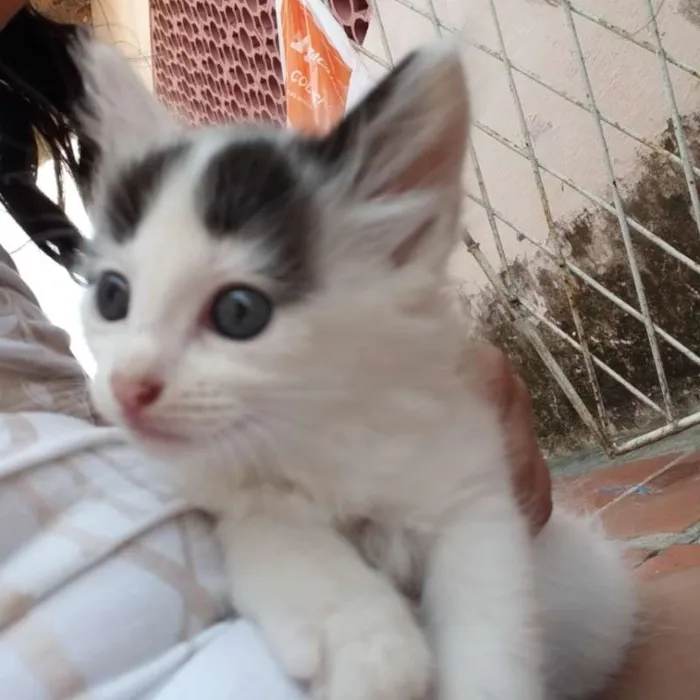 Gato raça sem raça idade 2 a 6 meses nome Nina