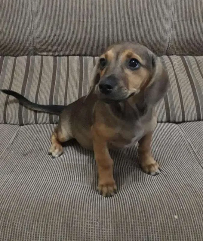 Cachorro ra a VIRA-LATA idade 2 a 6 meses nome SISSA
