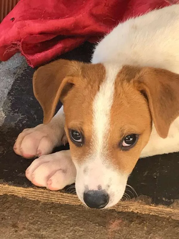 Cachorro ra a SRD idade 2 a 6 meses nome Bruce