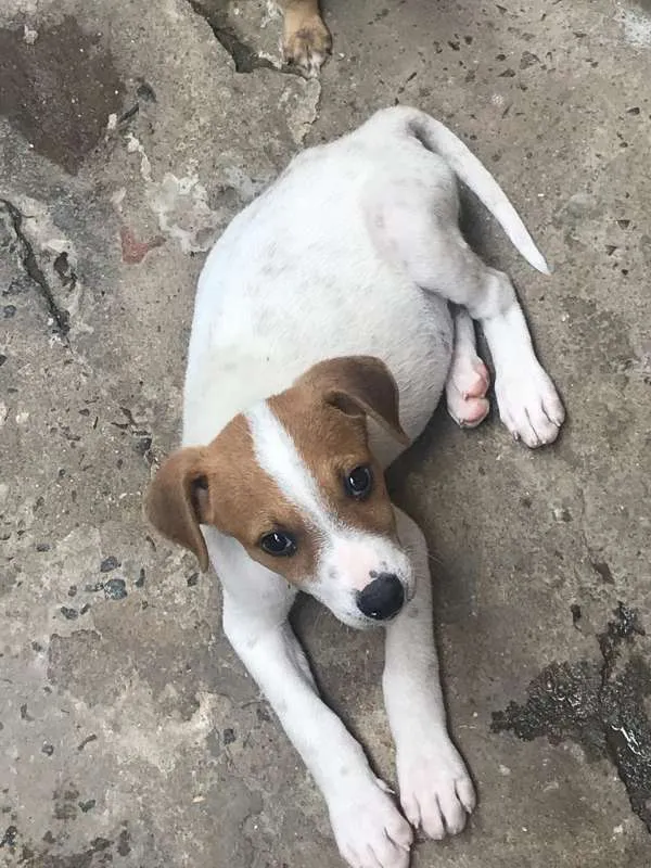 Cachorro ra a SRD idade 2 a 6 meses nome Bruce