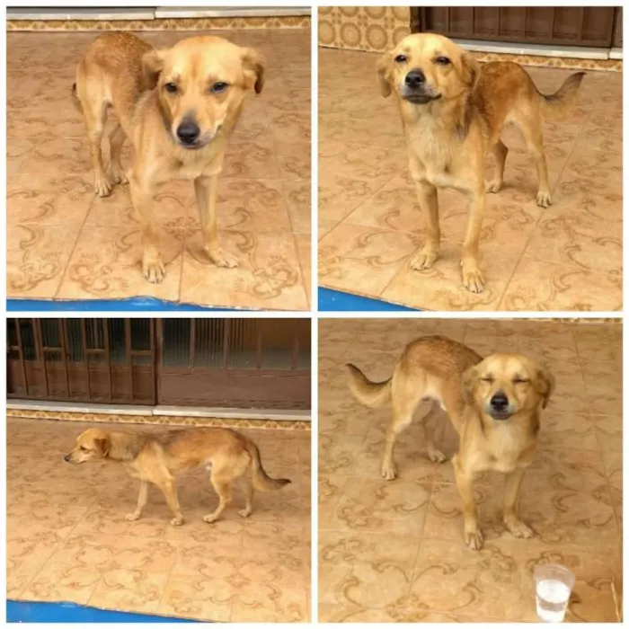 Cachorro raça SRD idade 1 ano nome Sabrino