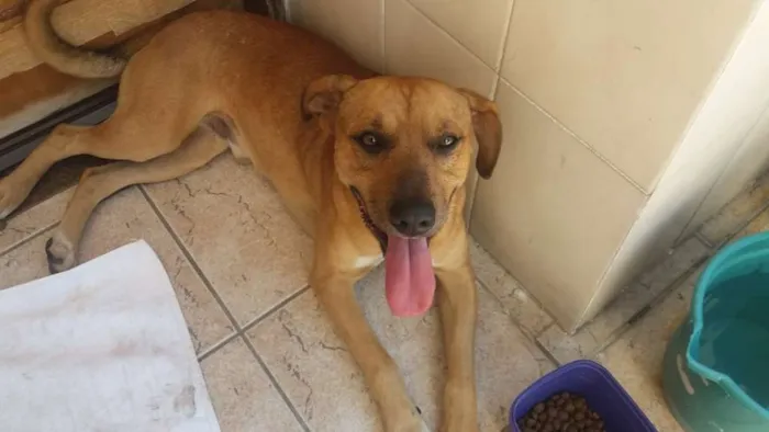 Cachorro raça SRD idade 7 a 11 meses nome Thor