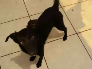 Cachorro raça Sem raça idade 2 a 6 meses nome Sem nome