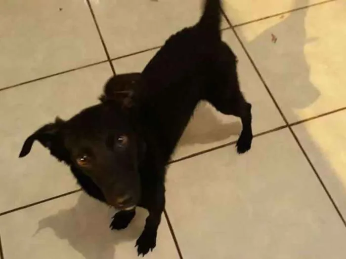 Cachorro ra a Sem raça idade 2 a 6 meses nome Sem nome