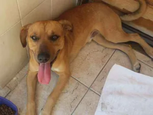 Cachorro raça SRD idade 7 a 11 meses nome Thor