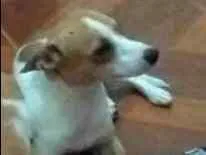 Cachorro raça Vira lata idade 1 ano nome Bio 