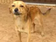 Sabrino
