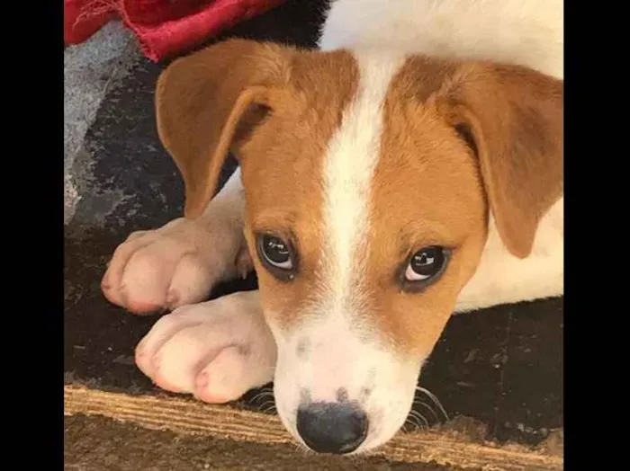 Cachorro ra a SRD idade 2 a 6 meses nome Bruce