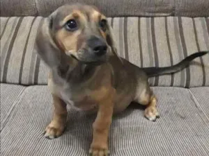Cachorro raça VIRA-LATA idade 2 a 6 meses nome SISSA