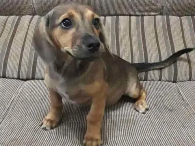 Cachorro ra a VIRA-LATA idade 2 a 6 meses nome SISSA