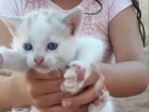 Gato raça sem raça idade 2 a 6 meses nome Nina
