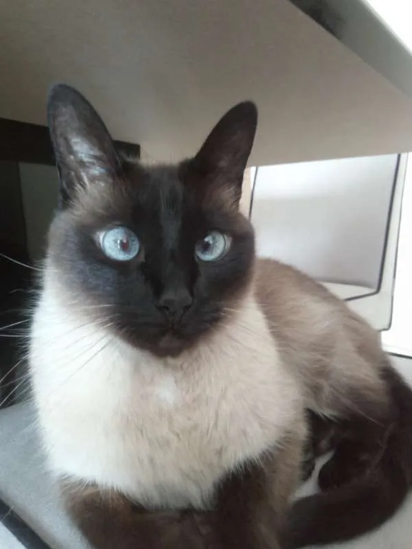 Gato ra a Siamês idade 6 ou mais anos nome Mel