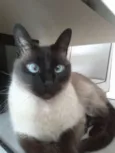 Mel