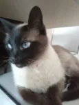 Mel