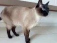 Mel