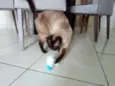 Mel