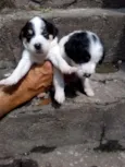 Não tem