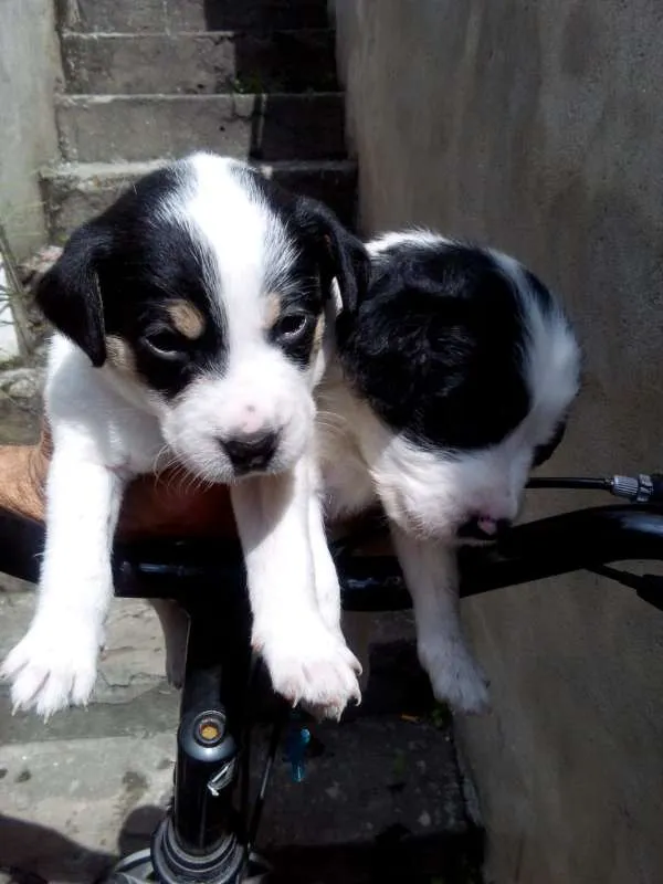 Cachorro ra a Não indentificada idade Abaixo de 2 meses nome Não tem