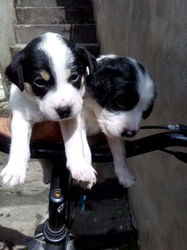 Cachorro ra a Não indentificada idade Abaixo de 2 meses nome Não tem