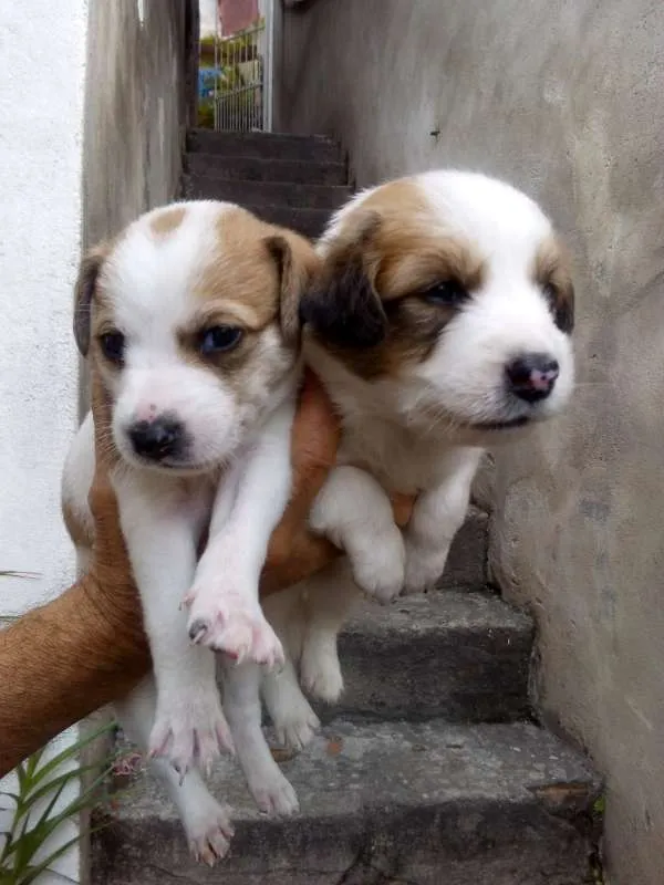 Cachorro ra a Não indentificada idade Abaixo de 2 meses nome Não tem