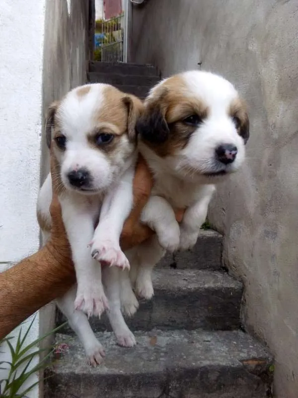Cachorro ra a Não indentificada idade Abaixo de 2 meses nome Não tem