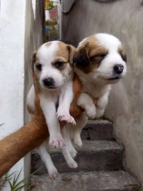 Cachorro ra a Não indentificada idade Abaixo de 2 meses nome Não tem