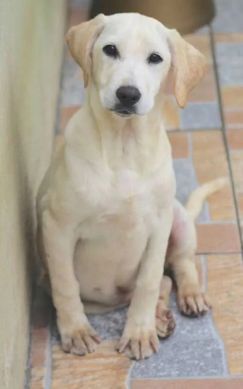Cachorro ra a  idade 2 a 6 meses nome Penélope Filhote