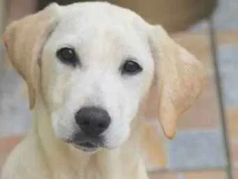 Cachorro ra a  idade 2 a 6 meses nome Penélope Filhote