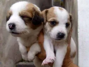 Cachorro raça Não indentificada idade Abaixo de 2 meses nome Não tem