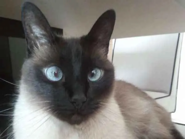 Gato ra a Siamês idade 6 ou mais anos nome Mel