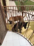 Tigrinho e Amarelo